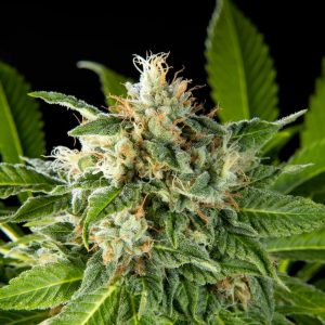 Da Critical Feminised Seeds
