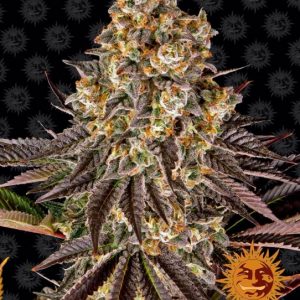 Gelato 45 Feminised Seeds