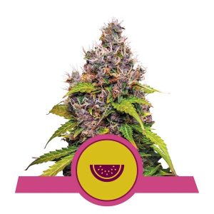 Watermelon Feminised Seeds