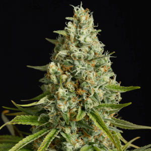 Amnesia Lemon Feminised Seeds
