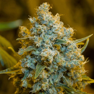Critical Jack Feminised Seeds
