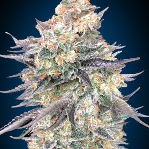 Blue Dream Feminised Seeds