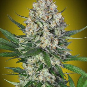 Lemon OG Feminised Seeds