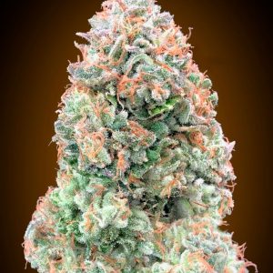 Chocolate Skunk XXL Auto Feminised Seeds