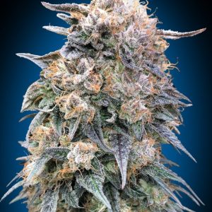 00 Kush FAST Feminised Seeds