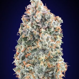 Blueberry FAST Feminised Seeds