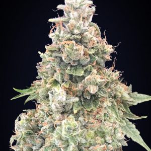 California Kush FAST Feminised Seeds