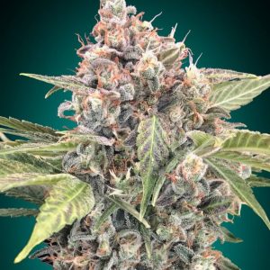 Northern Lights CBD Feminised Seeds