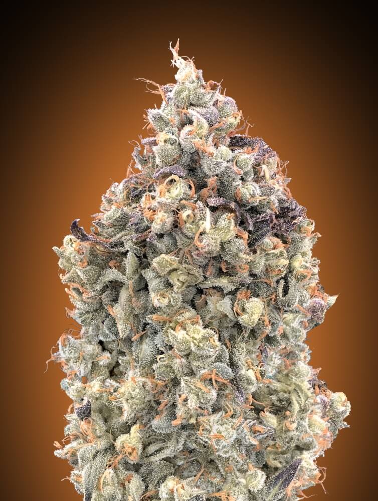 Watermelon OG Auto Feminised Seeds