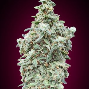 Cherry Pie Auto Feminised Seeds