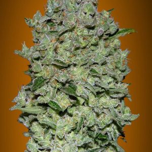 Biodiesel Mass XXL Auto Feminised Seeds