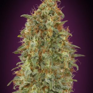 Zkittlez Fast Feminised Seeds