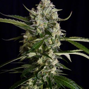 Seriosa Feminised Seeds