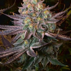 Seriotica Feminised Seeds
