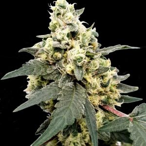 Lemonade Auto Feminised Seeds