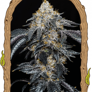 Quicklato Sherbet Feminised Seeds - 5 Seeds