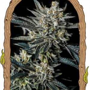 Jelly Bananas Auto Feminised Seeds