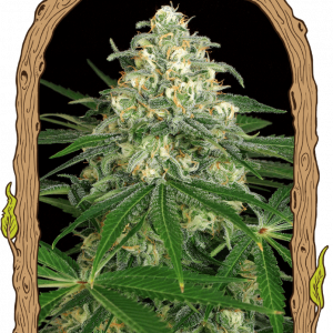 Z & Z Auto Feminised Seeds