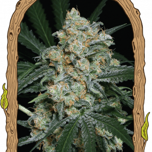 Zkittalicious Auto Feminised Seeds