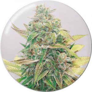 Strawberry Cake CBD Feminised Seeds
