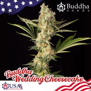 Buddha Wedding Cheesecake Feminised Seeds