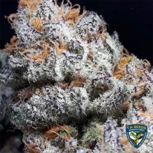 Purple Banana Cream Feminised Seeds