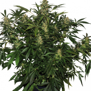 Deimos Auto Regular Seeds