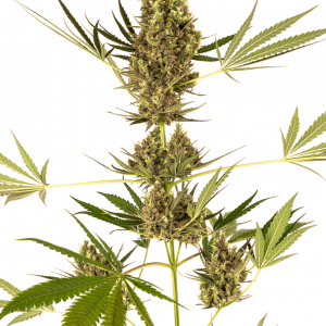 Alpine Delight CBD 30:1 Auto Feminised Seeds
