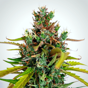 Do-Si-Dos Auto Feminised Seeds