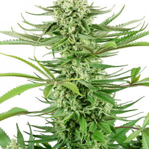 Cashew Kush Feminised Seeds
