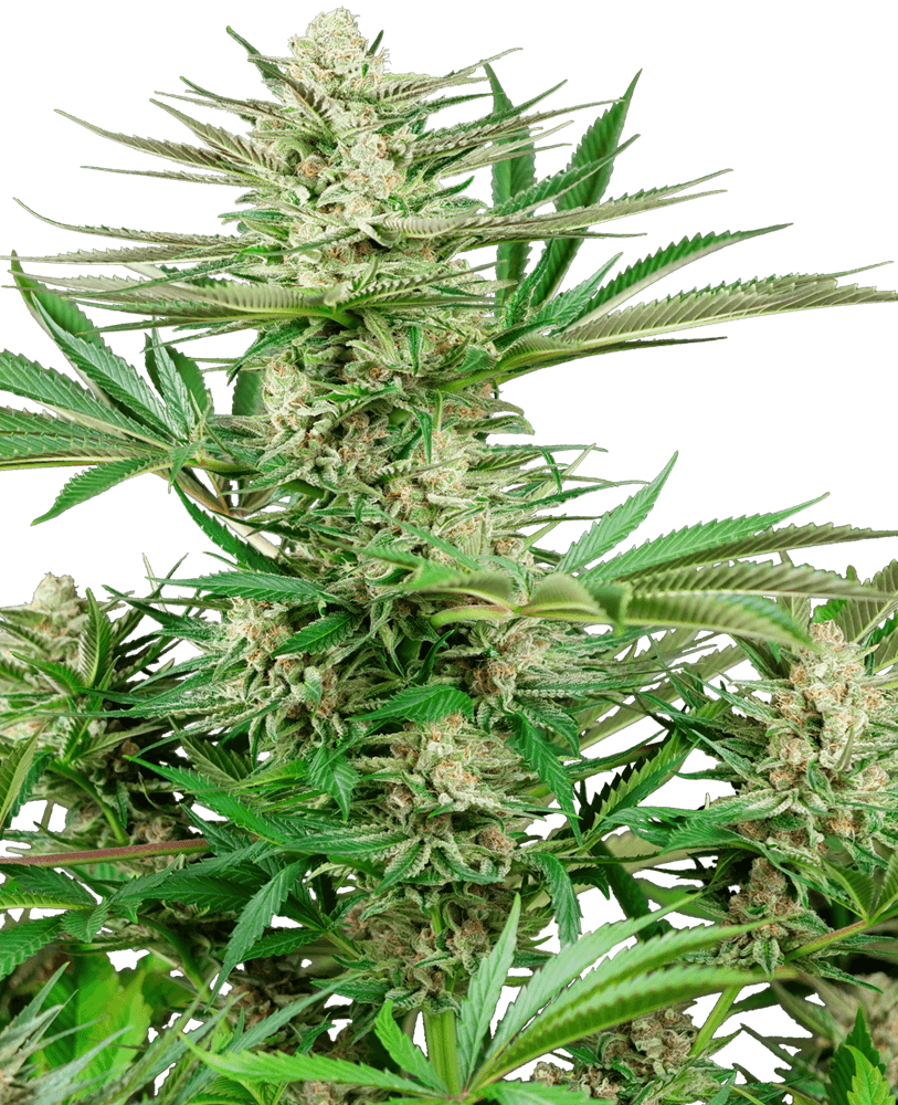 Malibu OG Gold Feminised Seeds