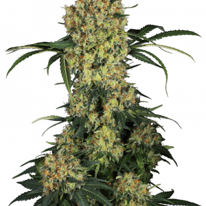 Aloha OG Feminised Seeds