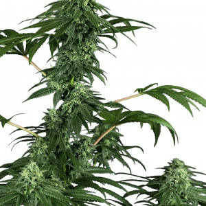 420 Punch Feminised Seeds