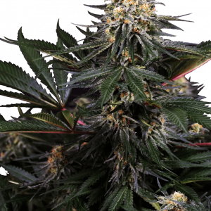Lockdown Kush Feminised Seeds