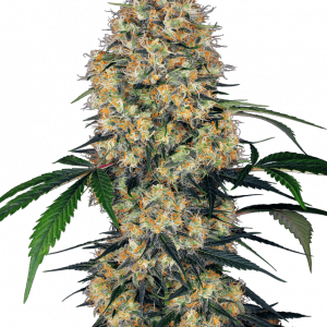 Sensi Amnesia XXL Auto Feminised Seeds