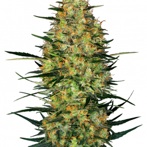 Caramellow Kush Auto Feminised Seeds