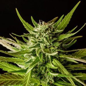 DoSiDos Feminised Seeds