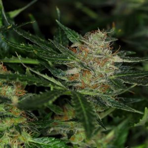 Dream Sherbet Auto Feminised Seeds