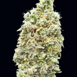 Strawberry Banana FAST Feminised Seeds