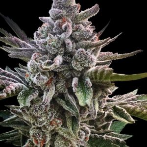 Acai Jelly Feminised Seeds