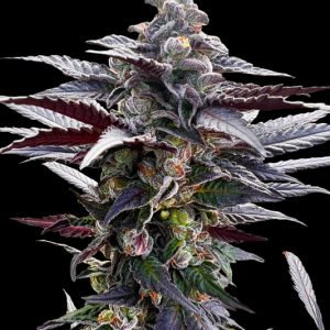 Pink Sunset Feminised Seeds