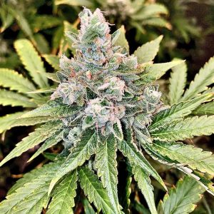 9 Alarm Regular Seeds