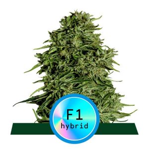 Cosmos F1 CBD Auto Feminised Seeds