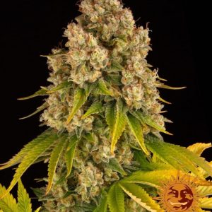 Cheese Auto Feminised Seeds