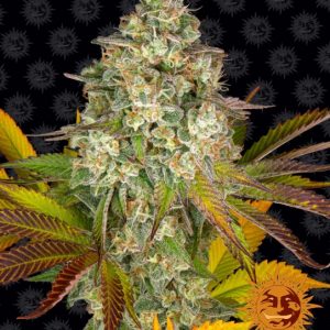 Cookies Kush Auto Feminised Seeds