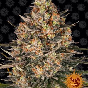 Lemon Drizzle Feminised Seeds