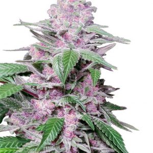 Purple Cookie Kush Feminised Seeds