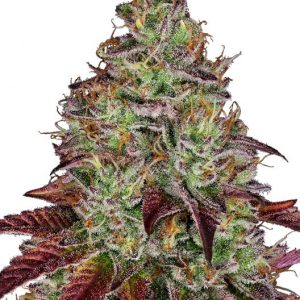 Tezla OG Feminised Seeds
