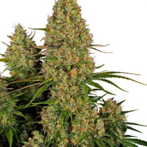 Sticky Orange XXL Auto Feminised Seeds