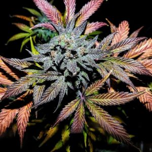 Pinot Noir Auto Feminised Seeds